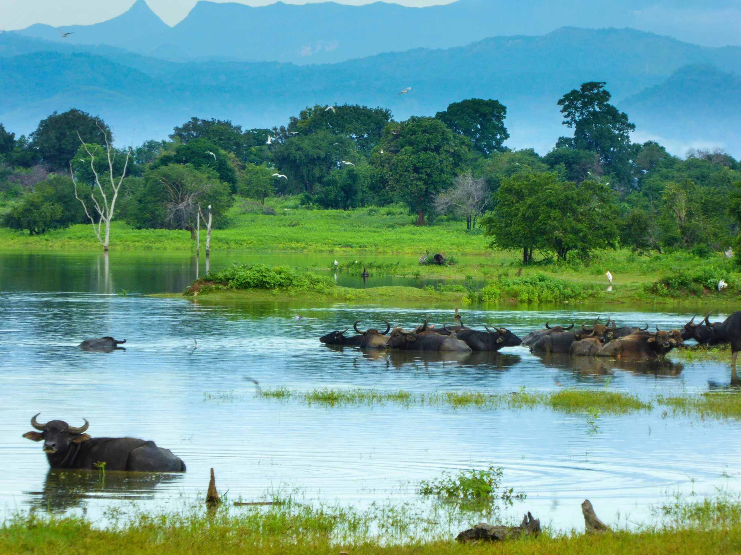 Wildlife holidays. Парк Удавалаве Шри-Ланка. Национальный парк Удавалаве Шри Ланка. Национальный парк Яла Шри Ланка. Национальный парк Кумана.