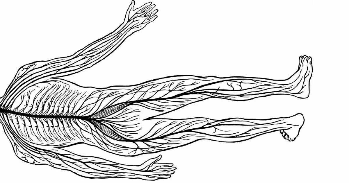 Диффузно разбросанная нервная система. Нервная система человека. Нервы человека анатомия. Нервная система рисунок. Центральная нервная система человека.