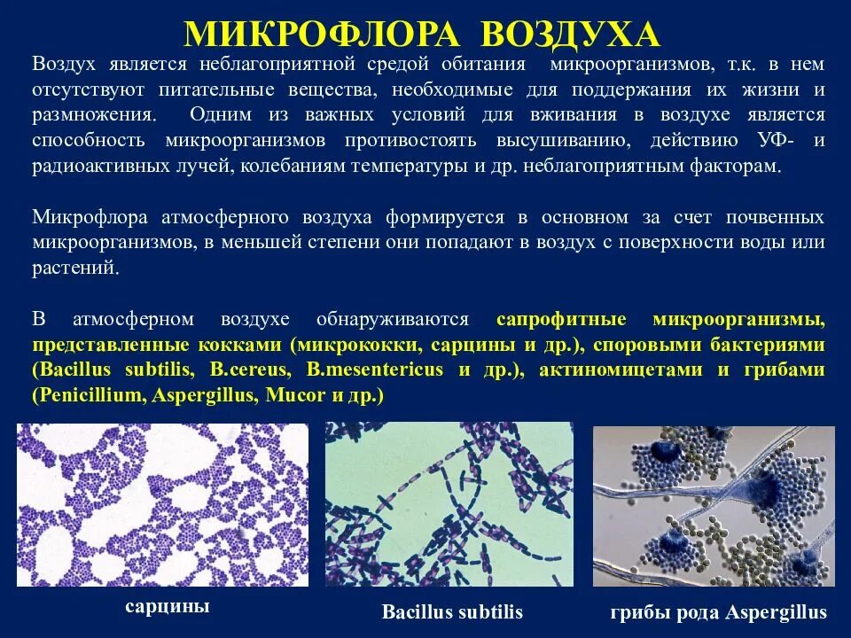 Среда желточно солевой агар чистовича. Микрофлора воздуха. Питательные среды для воздуха. Ашка парить. Питательные среды для воздуха.