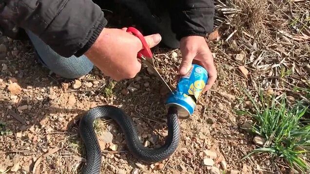 Как избавиться от змей на участке навсегда. Змея на участке. от змей на дачном участке. защита участка от змей на даче.