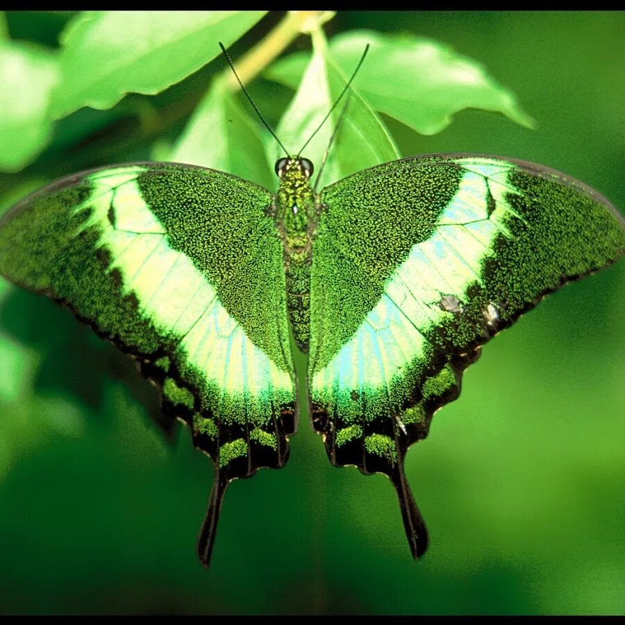 Чёрно зелёные бабочки. Малахитовая бабочка. Сатурния бабочка зеленая. Гималайская пятнистая королевская бабочка. Салатовая бабочка.
