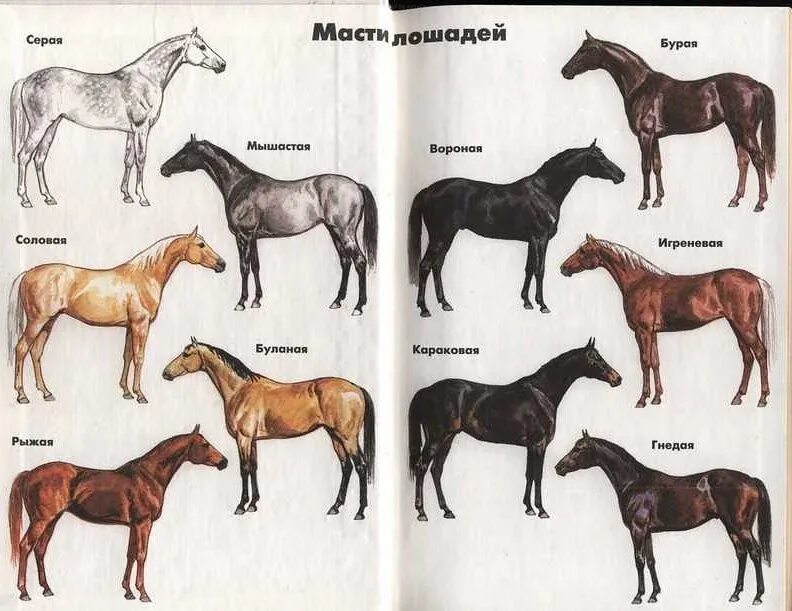 Основные масти лошадей с фотографиями. Cremello масть лошади. Вороная рыжая гнедая серая масти. Белая лошадь название масти. Кони разных пород.