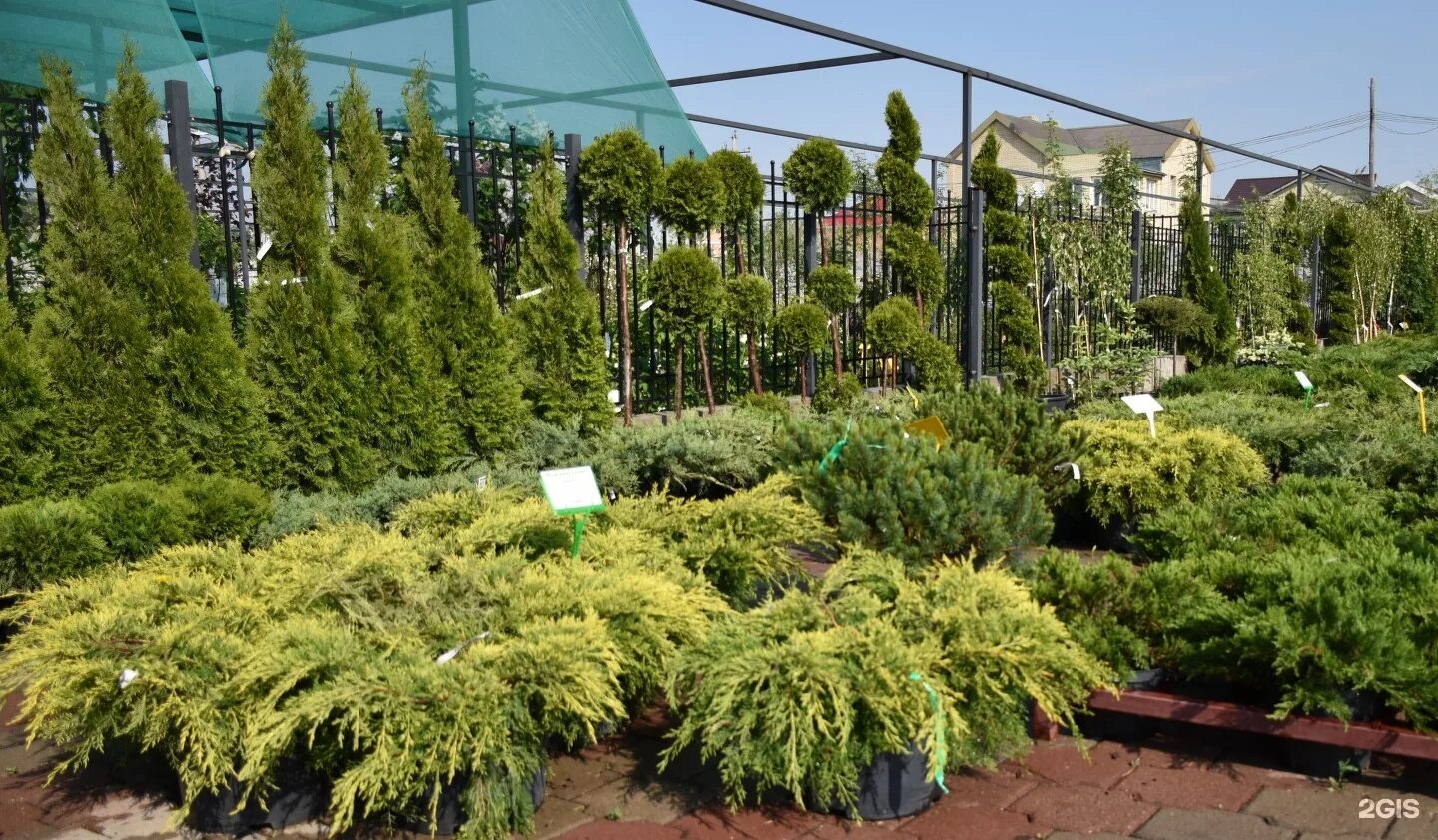 садовый центр. садовый центр растений. садовый центр растения. садовый центр цветы. храброво садовый центр.