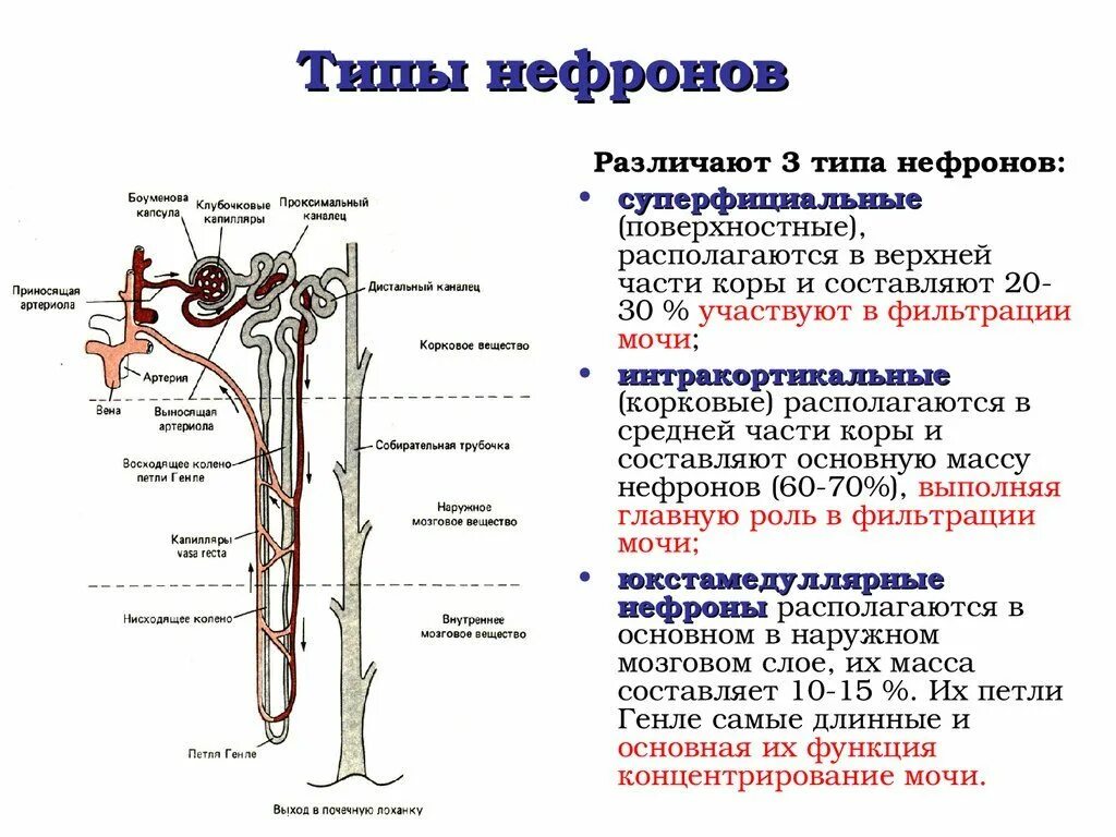 Капиллярный клубочек почечная лоханка почечный каналец. Строение нефрона и его функции схема. Строение нефрона функции отделов. Типы нефронов и их расположение. Нефрон почки строение и функции.