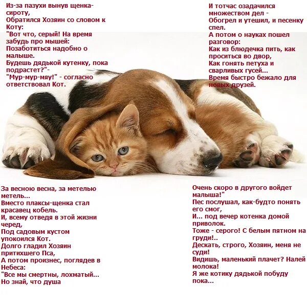 Щенки и котята собери коллекцию. Игра кошечки собачки. Золотистый ретривер. Смешные музыкальные картинки. Буся из мультфильма кошечки собачки.