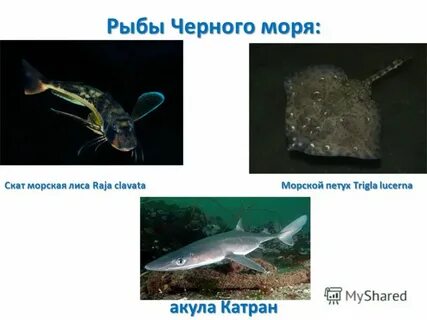 Значение черного моря