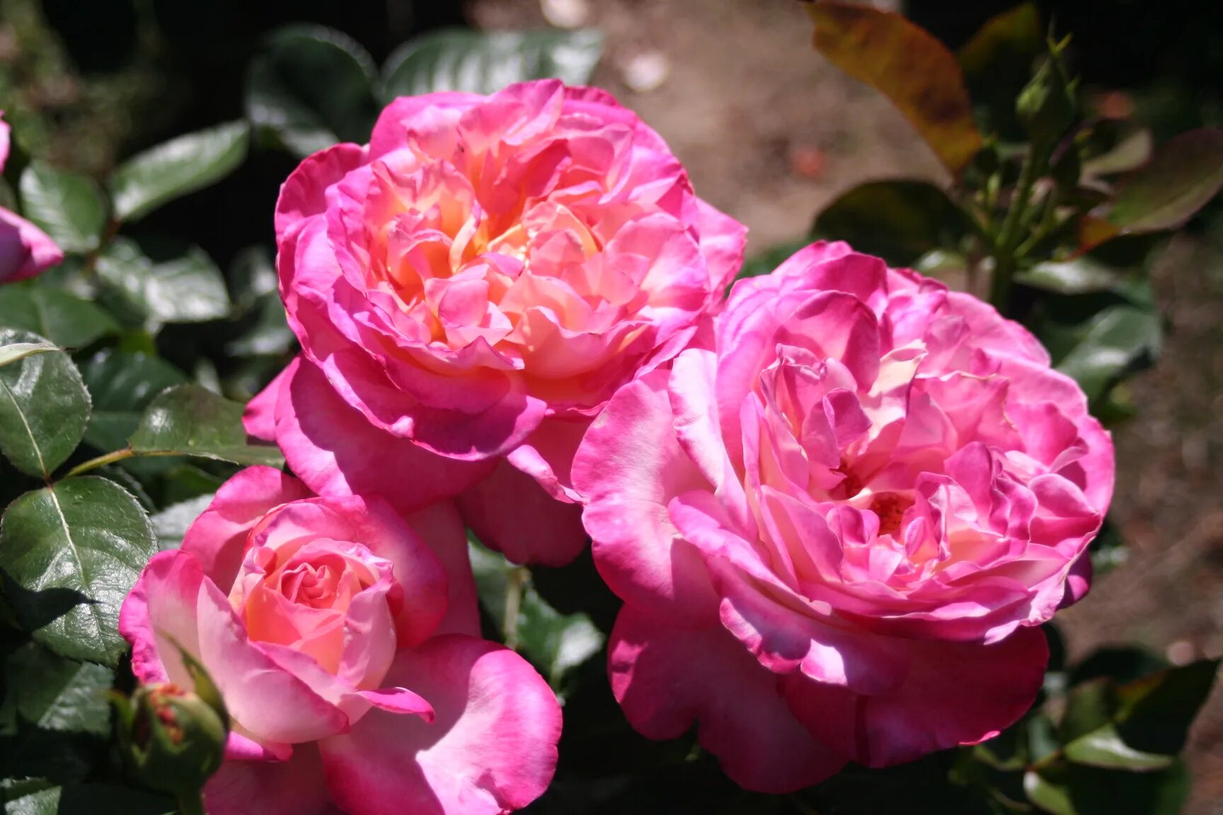 Rose poetry. Rose poetry. Rose poetry. Rose poetry. Rose poetry.