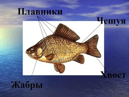 Обитатели пресных и соленых вод 3 класс