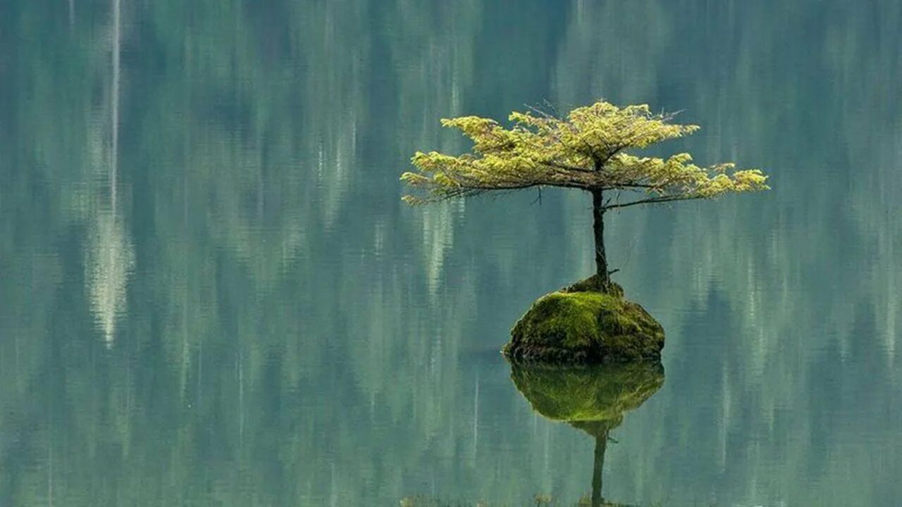 Реклама плакат про фен шуй с деревом богатства. Чжан чжуан столбовое стояние. Даосские практики цигун упражнения. Дерево - «ци-шу. Энергия дерева цигун.