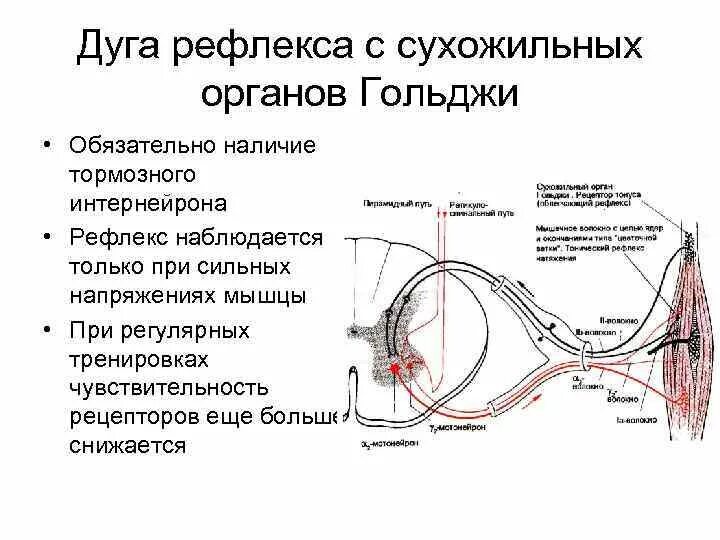 Мост рефлексы. Рефлекторный путь рефлекса с сухожильного органа Гольджи. Схема дуги миотатического рефлекса. Обратный Миотатический рефлекс схема. Миотатические рефлексы физиология.