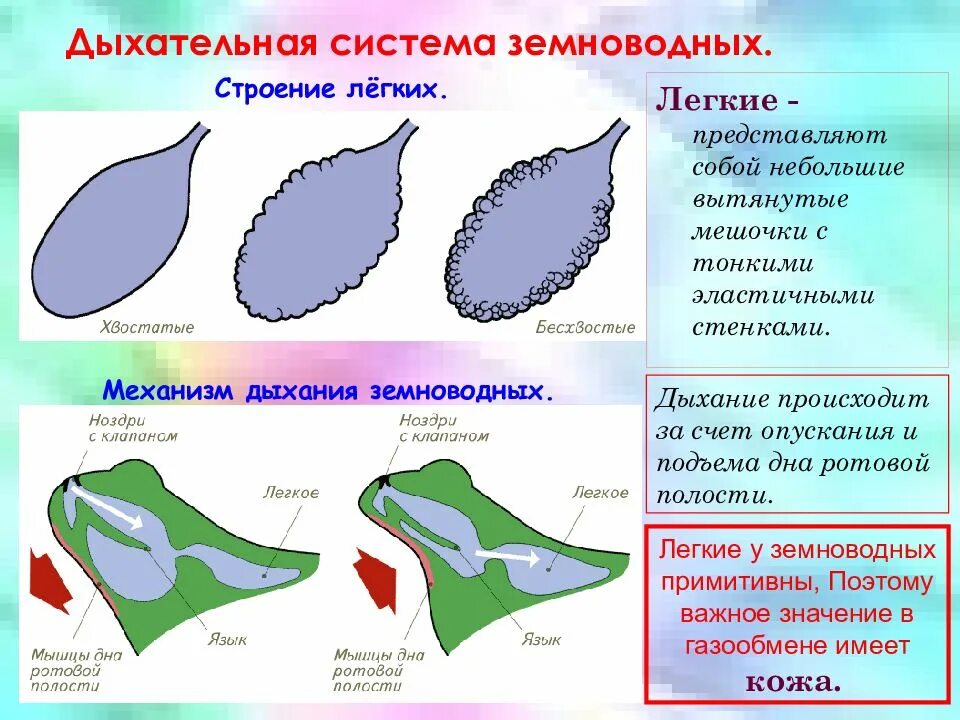 Особенности строения органов дыхания земноводных