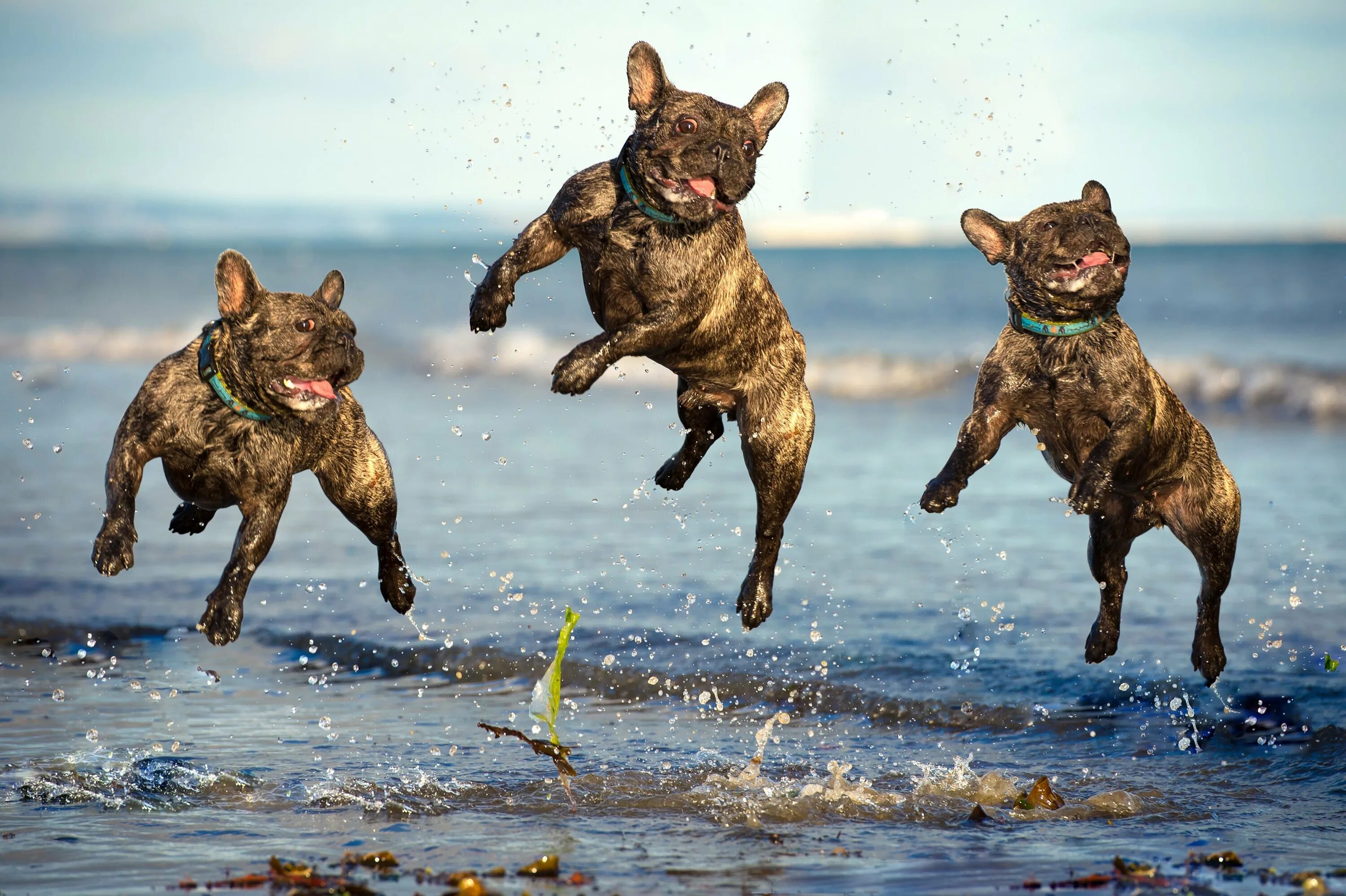 Ловля в прыжке. Собака прыгает. Собака в прыжке. Смешная собака бежит. Три собаки бегут.