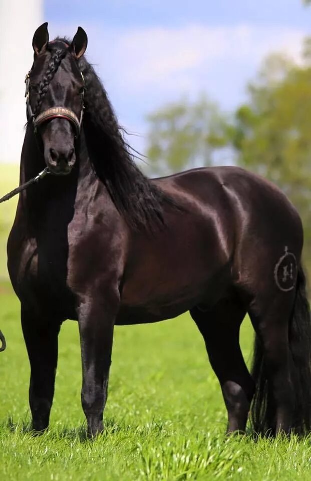 Pin by kr_1776 on barn American saddlebred horses, Horses, Morgan horse