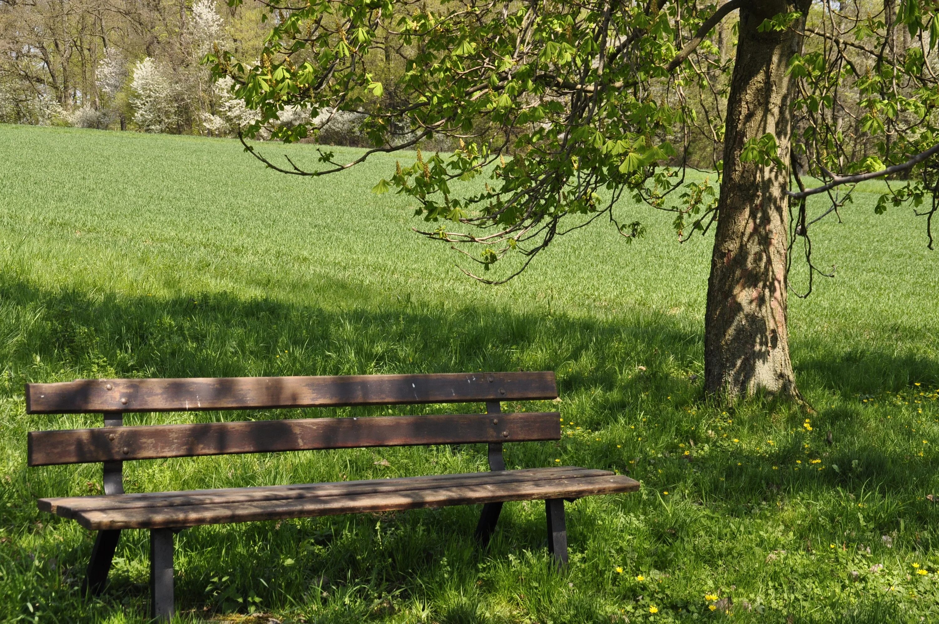 Деревья на которых можно сидеть. Шишкин скамейка в аллее. Bench [бенч] — скамейка. Скамейка Wood Bench. Hyde Park лавочки.