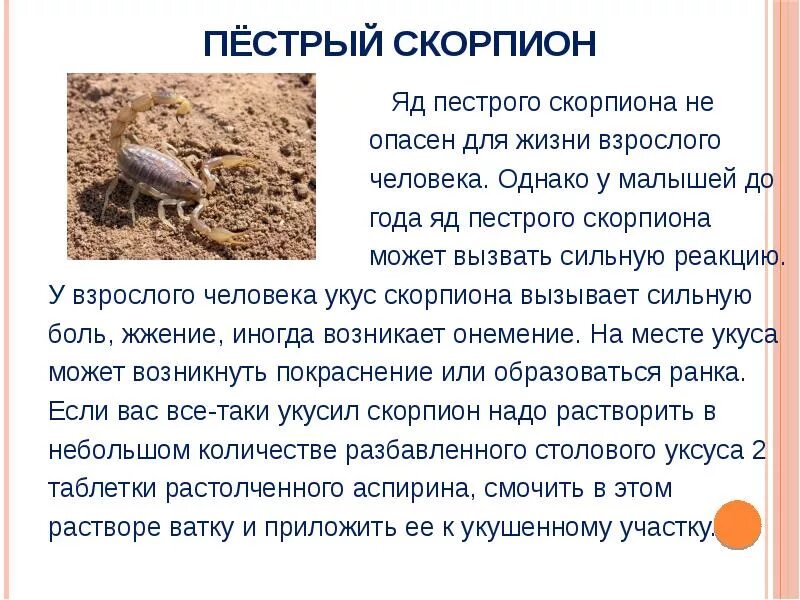 Пестрый значение. Ядовитое животное которое опасна для человека. Рассказ о опасных животных. Доклад про скорпиона. Пёстрый Скорпион доклад.