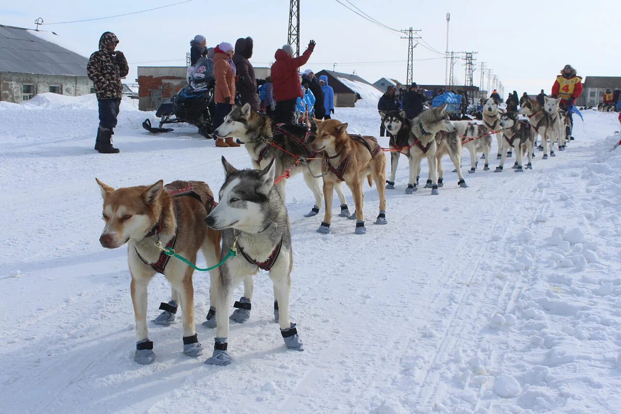 Берингия гонка на собачьих упряжках. Камчатка берингия гонки на собаках. Берингия 2022 камчатка. Собачья упряжка берингия. Берингия камчатка.
