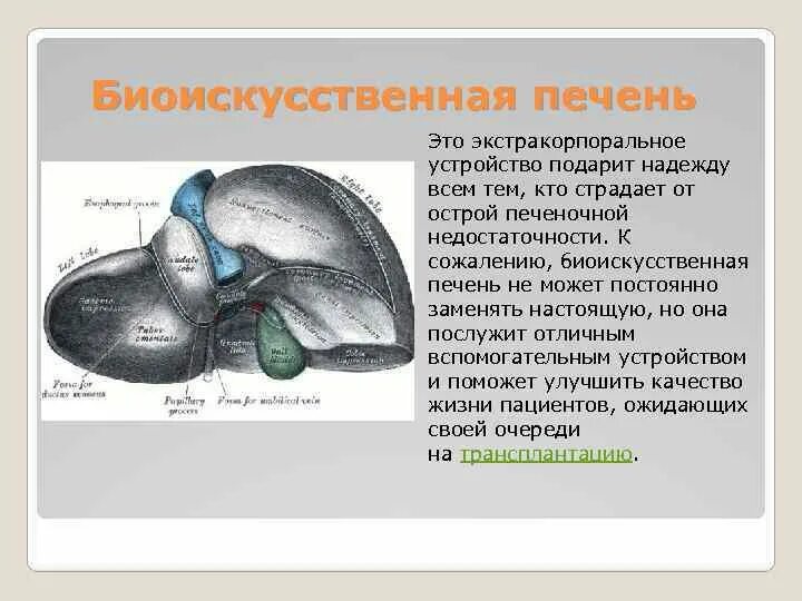 Биоискусственная печень. Искусственная печень для человека орган. Биоискусственная печень кто создал. Печень 3д. Искусственная печень человека.