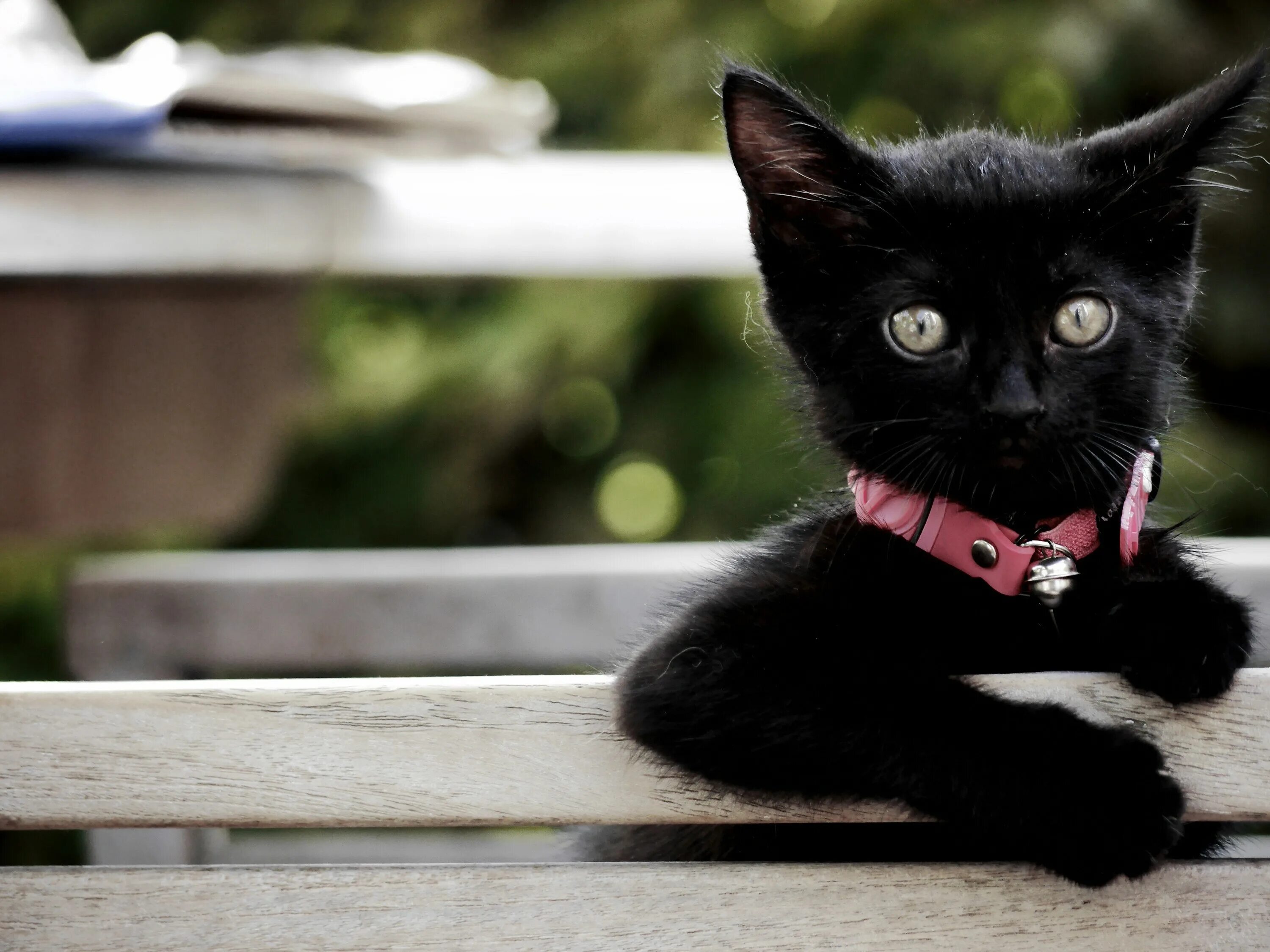 Чёрный кот. Черные коты. Милые черные кошки. Кошечка черная.