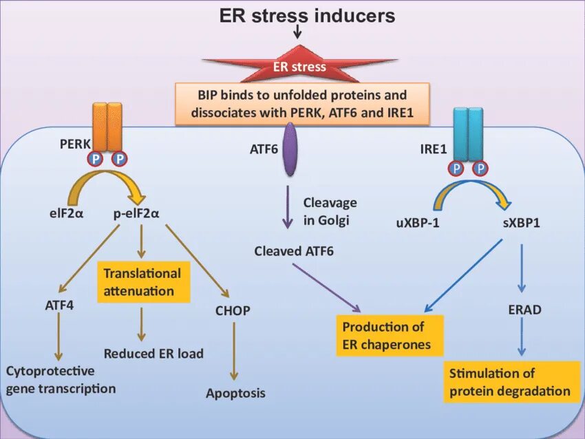 Er stress. Кейлоны это факторы. Er stress. Стресс белки. Мисфолдинг.