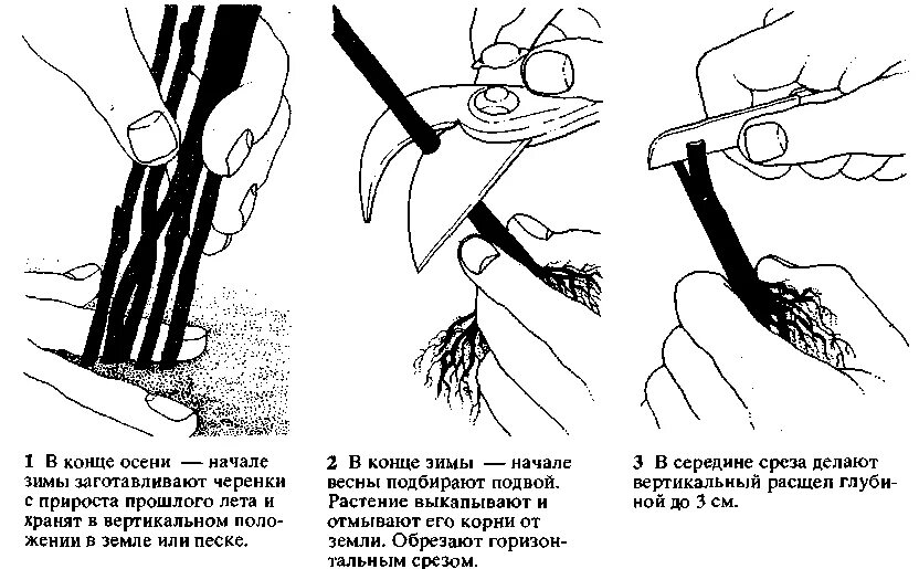 Как размножить глицинию