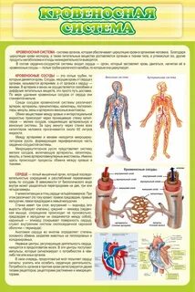 Стенд человека
