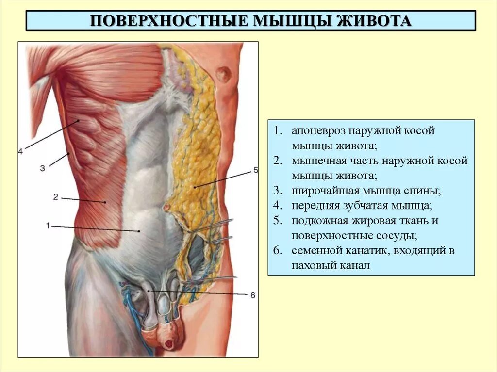 Передняя часть живота. Апоневроз наружной косой мышцы живота. Мышцы живота поверхностный слой вид спереди. Строение мышц брюшной полости. Мышцы живота апоневроз анатомия.