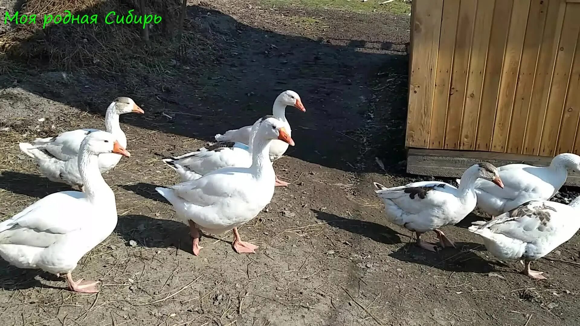 Холмогорская порода гусей. Ultimate goose game. Дикий гусь гуменник. Робо гусь. Рассказ мой первый гусь.