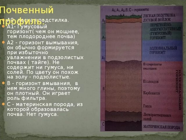 Материнская порода гумусовый вымывания вмывания. Почвенный профиль а1 тайгм. Лесная подстилка гумусовый Горизонт Горизонт вымывания. Почвенные горизонты а1 а2 в с. Почвенный Горизонт а0.