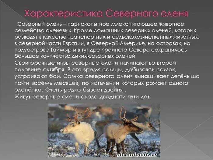 Северный олень исчезающий вид. Северный олень краткая информация. Северный олень описание. Информация о Северном олене.