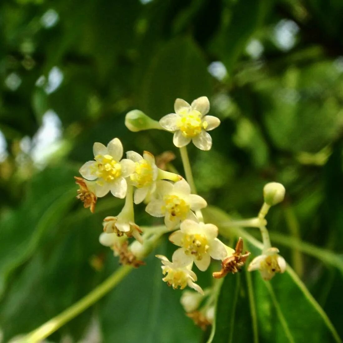 1 камфора. Борнейская камфора. Cinnamomum camphora. 2. Камфорное дерево (Cinnamomum camphora). Коричник камфорный цветок.