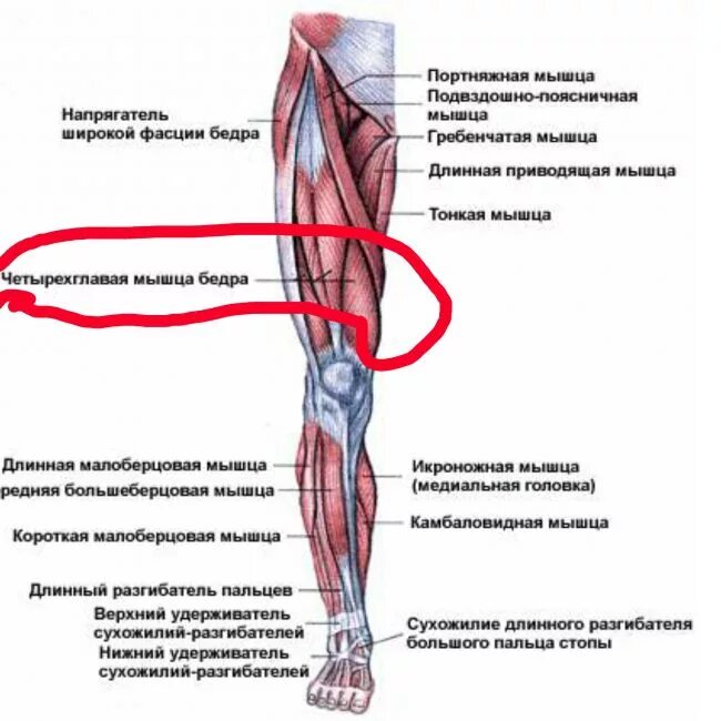 Боль в ногах от бедра до стопы. Дёргается мышца на ноге на бедре. Дёргается мышца на ноге выше колена. Растяжение портняжной мышцы. Мышцы ноги выше колена.