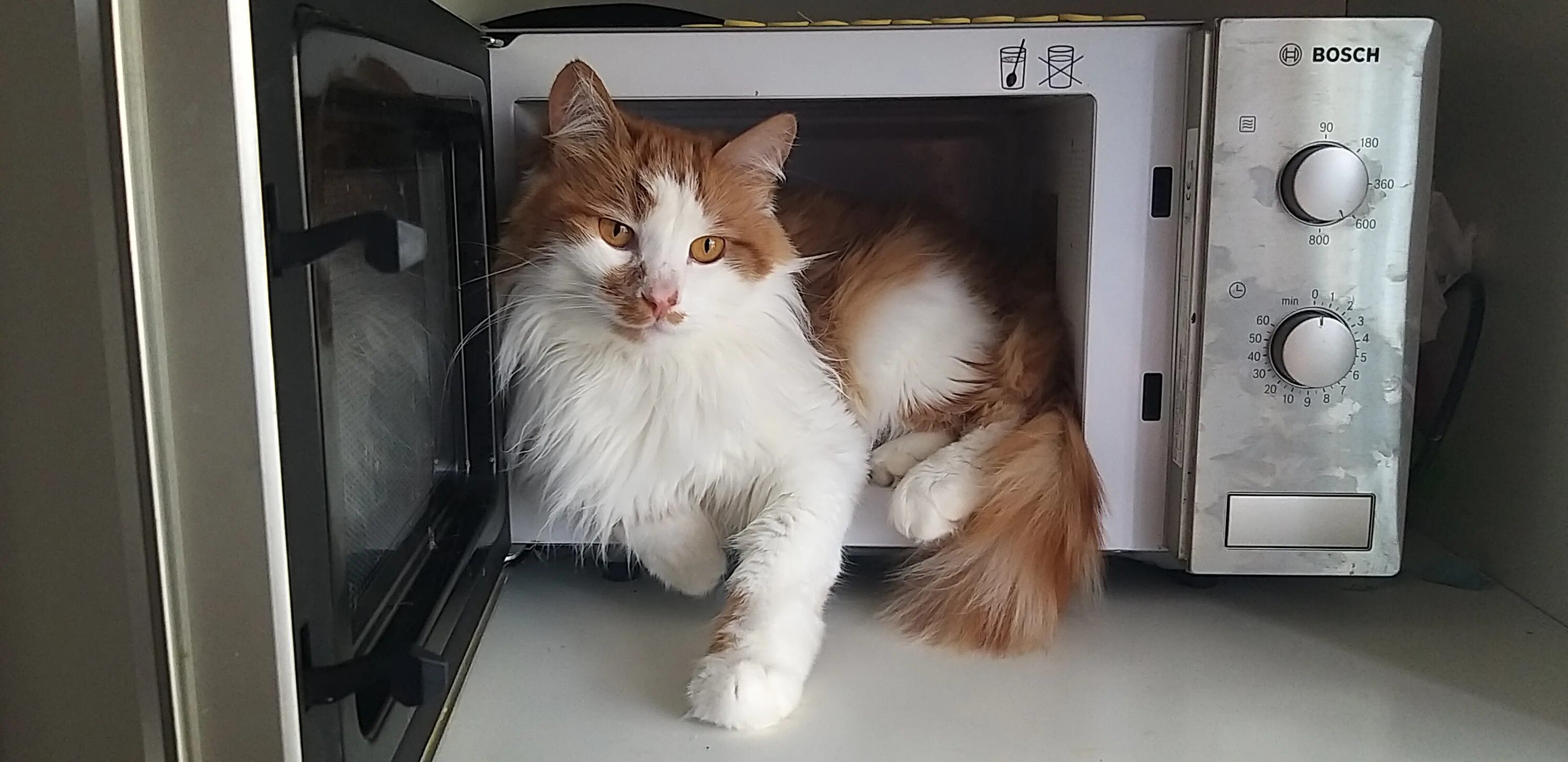 Кот и микроволновка. Микроволновая печь прикол. Кот и микроволновка. Коты в микроволновке. Кот в микроволновке видео.