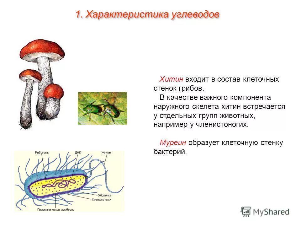 строение грибов хитин. хитин входит в состав клеточной стенки клеток. грибная клетка хитин. клеточная стенка грибов хитин. клеточная стенка в клетках грибов.