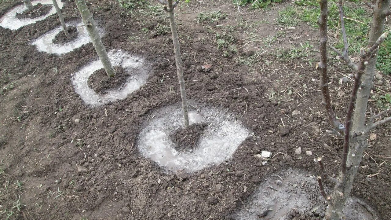 Можно ли поливать яблони. Приствольный круг колоновидной яблони. Посадка саженца яблони колоновидной. Корни колоновидной яблони. Внесение удобрения в приствольный круг.