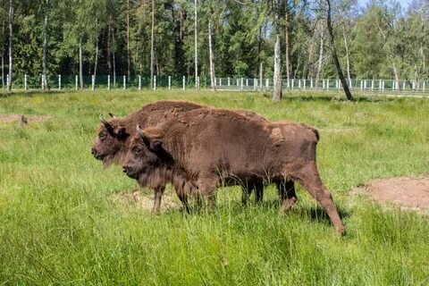 Расстояние от бреста до беловежской пущи