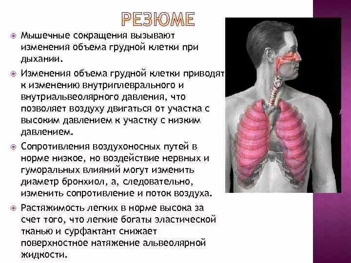 Почему изменилось дыхание. Изменения грудной клетки. Объем грудной клетки при вдохе. Изменение объема грудной клетки. Сокращение мышц грудной клетки.