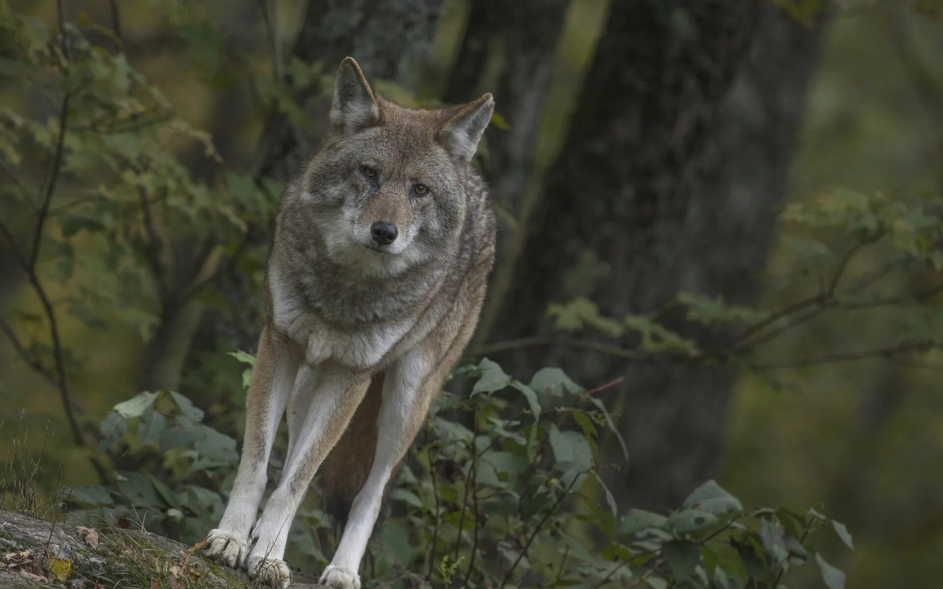 Лиса летом. Лесные животные. Волк картинка. Рысь в тайге. Белый аляскинский волка.