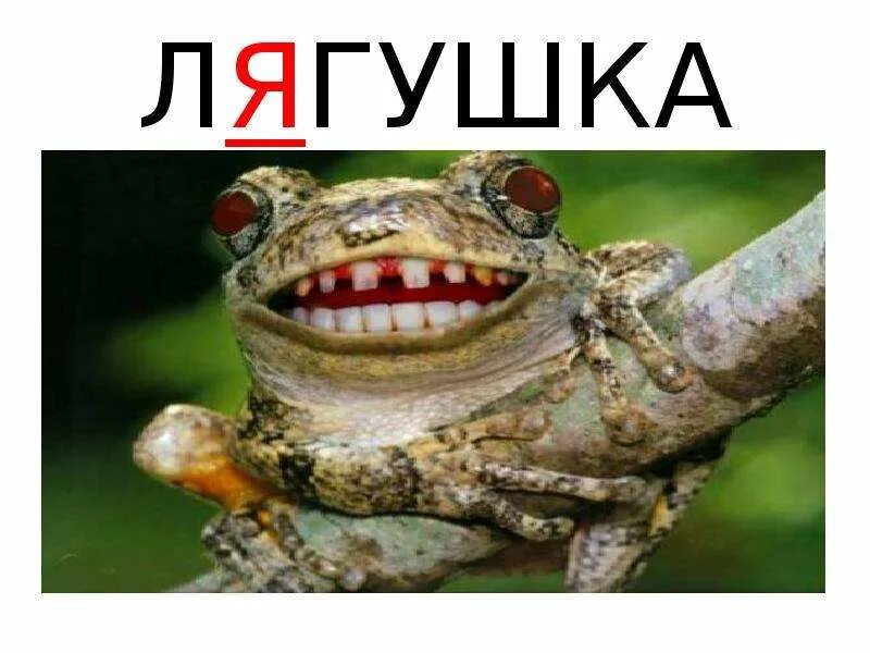 Жаба текстом. Лягушка словарное слово. Словарное сово лягушка. Лягушка проверочное слово. Жаба слово.