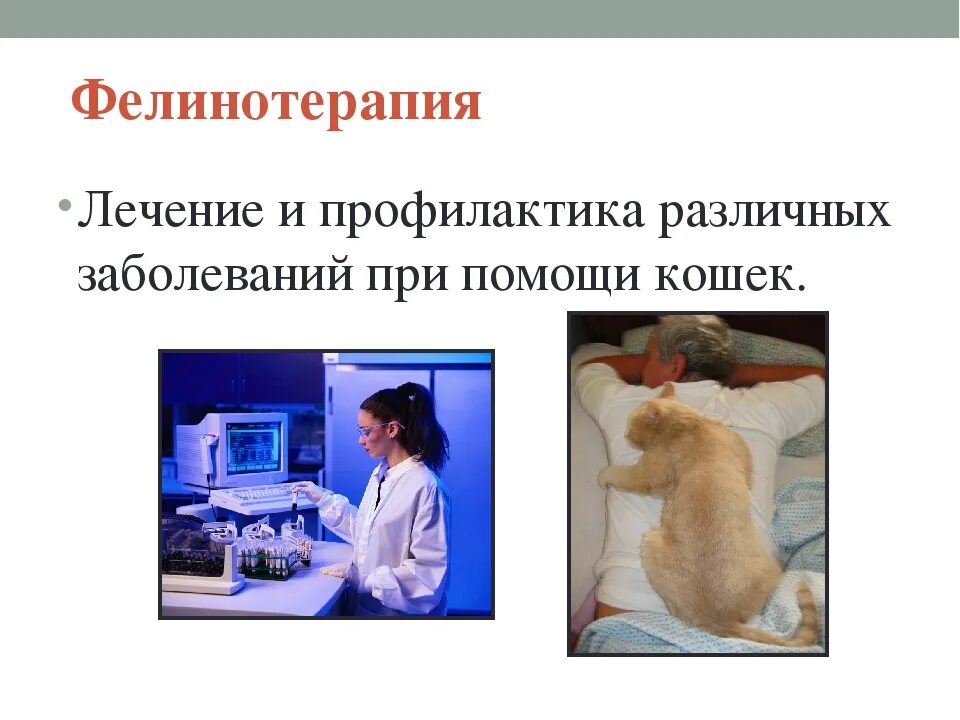 Лечат ли кошки людей. Фелинотерапия. Фелинотерапия лечение кошками. Фелинотерапия презентация. Кошки лечат депрессию.