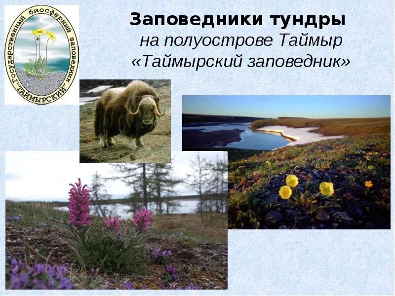 В зоне тундры расположен заповедник. Таймырский заповедник природная зона. заповедники и национальные парки россии зона тундры. таймырский заповедник в тундре. природная зона тундра заповедники.