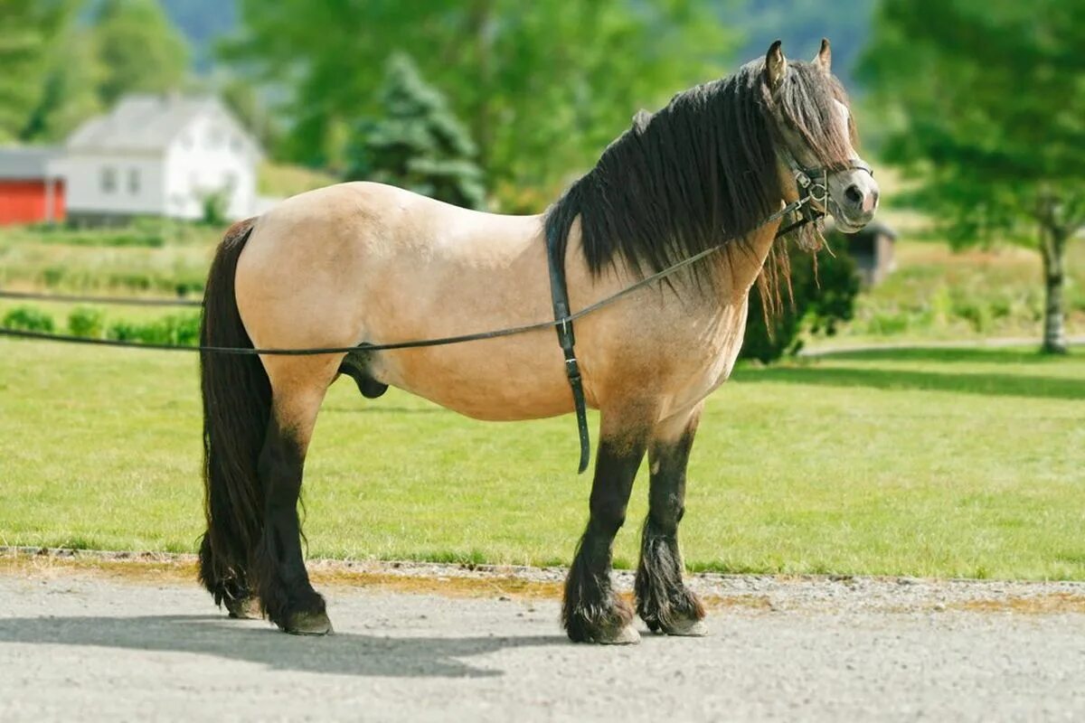 Белорусская упряжная лошадь. Белорусская упряжная порода лошадей. Белорусская упряжная лошадь пегая. Голландская упряжная лошадь.