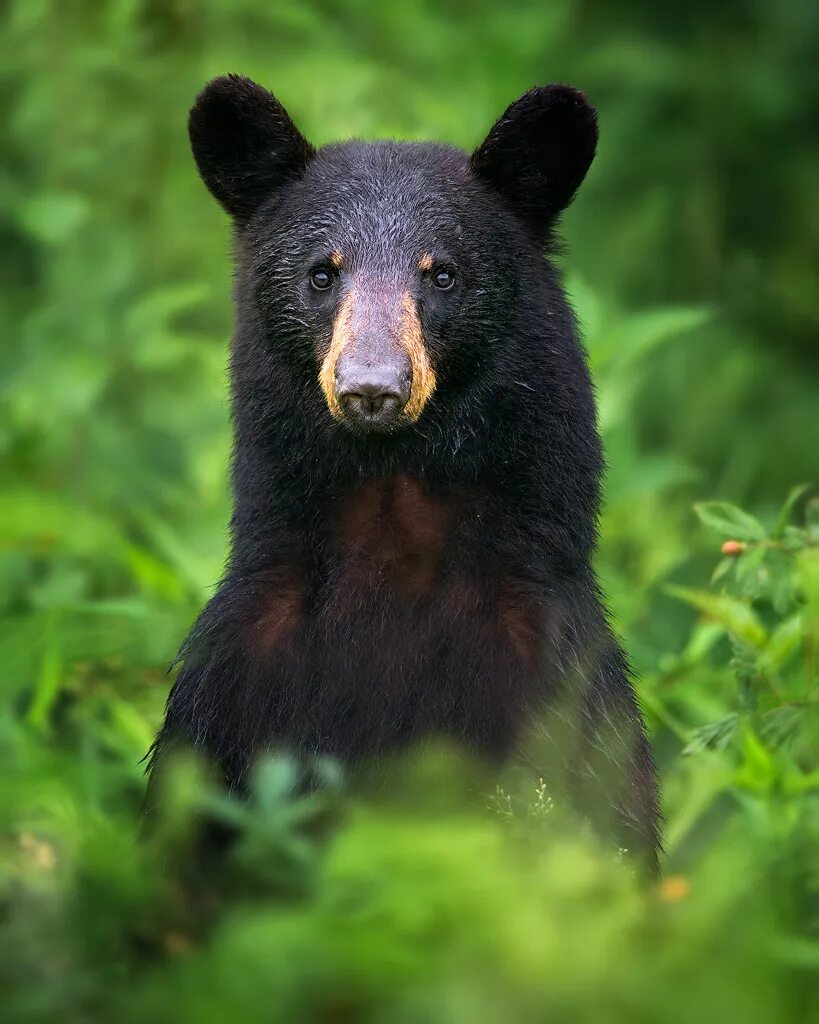 Bear dynamics