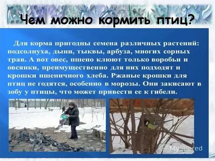 Изменения в жизни животных зимой 2 класс