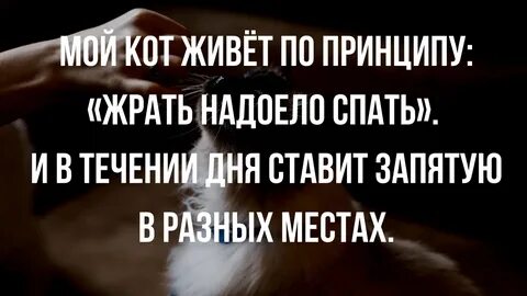 Надоело жрать