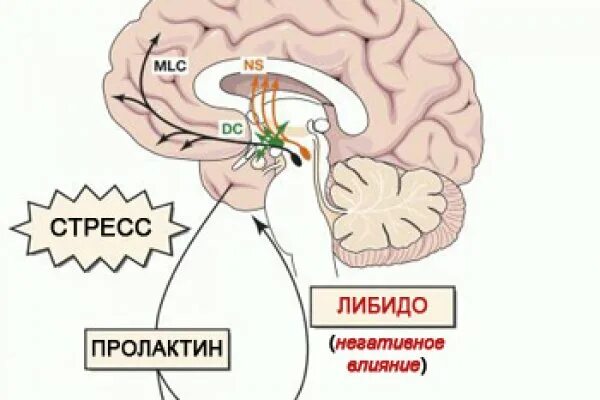 Пролактин. Пролактин стрессовый гормон. Пролактин у мужчин. Пролактин повышен.