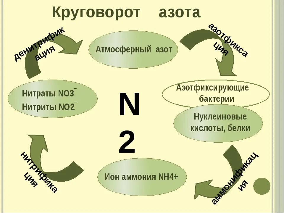 Захват азота. Азотфиксация нитрификация денитрификация. Фиксация атмосферного азота. Схема фиксации азота. Фиксация азота бактериями.