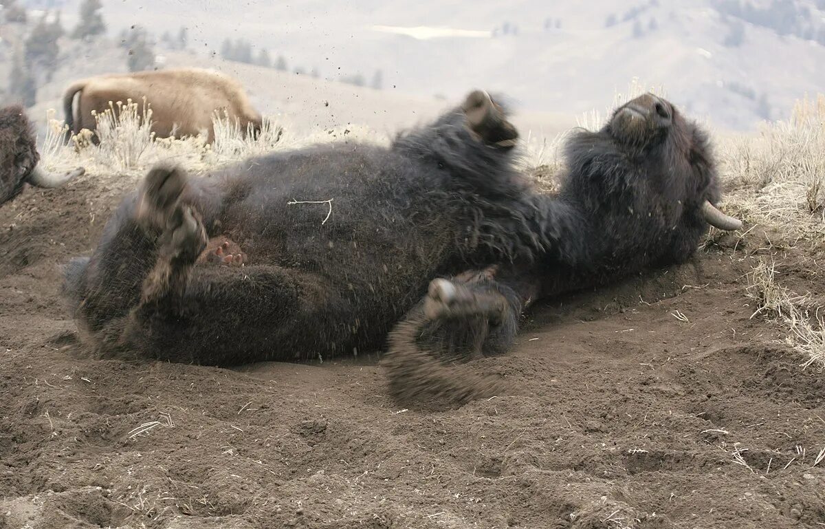 Нашли бизона. Бизоны дерутся. Новорожденный Бизон.