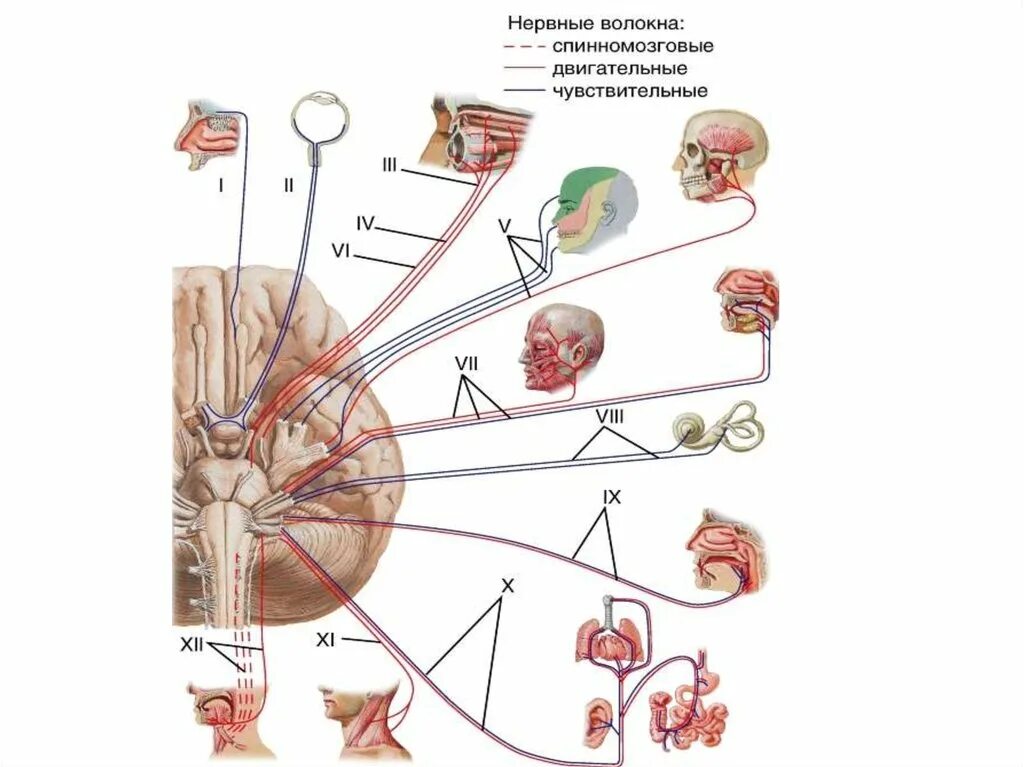 Нервные узлы черепных нервов. Чувствительные волокна черепных нервов. Схема черепных нервов. ЧМН двигательные чувствительные. Двигательные Черепные нервы.
