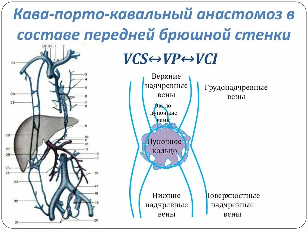 Значение кава кавальных анастомозов. Схема формирования пупочного венозного анастомоза. портокавальные и кавакавальные анастомозы таблица. кава кавальные и портокавальные анастомозы таблица. портокавальные анастомозы анатомия.