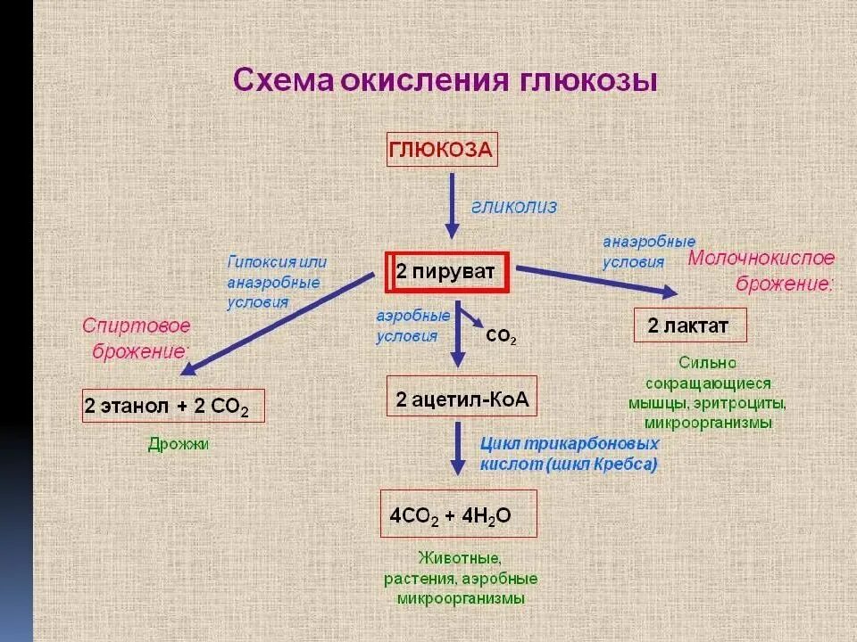 4 этап окисления глюкозы. Схема анаэробного превращения Глюкозы. Конечный продукт анаэробного гликолиза. Продукты аэробного окисления Глюкозы. Этапы анаэробного окисления Глюкозы.